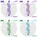 DNA.Level One-CD Set