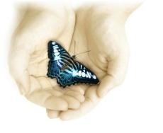 Butterfly in hand